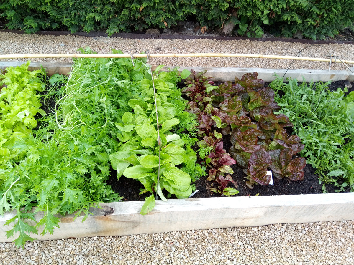 Gabriel-Ash-Greenhouses-Seeking-Sanctuary