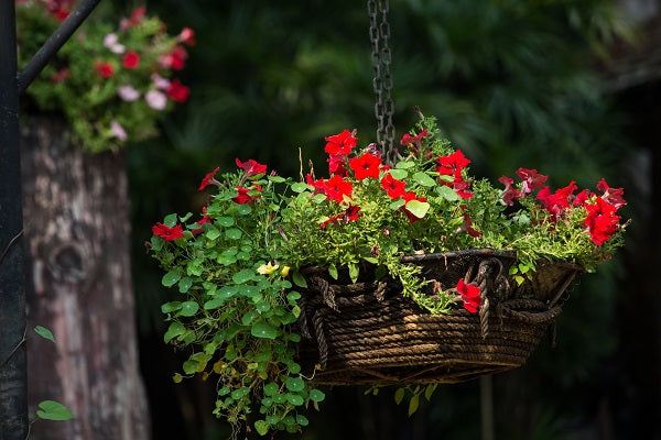 Get Your Garden Off The Ground With Fabulous Hanging Baskets