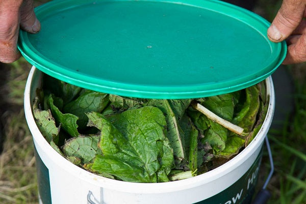 How To Make A Comfrey Feed