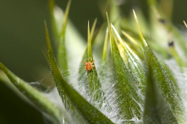 How To Tackle Red Spider Mite’s In The Greenhouse – Juliana Group Ltd