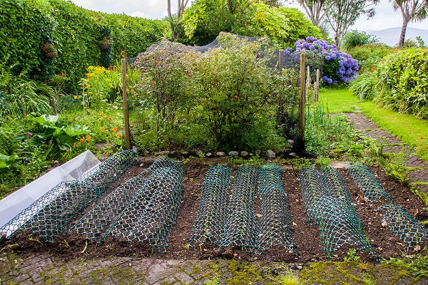 Organising Your Vegetable Patch