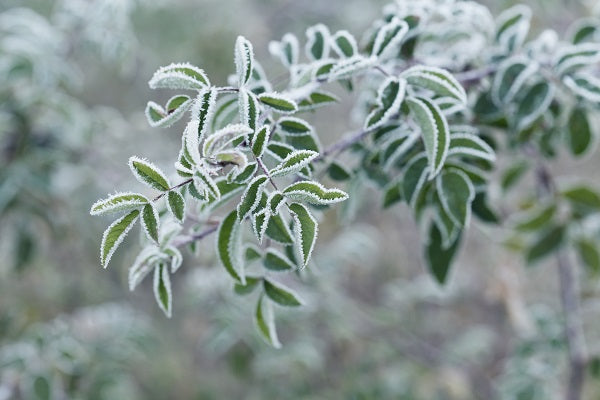 Protecting Your Plants From The Frost