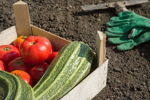 The Benefits Of Growing Your Own Food In A Greenhouse