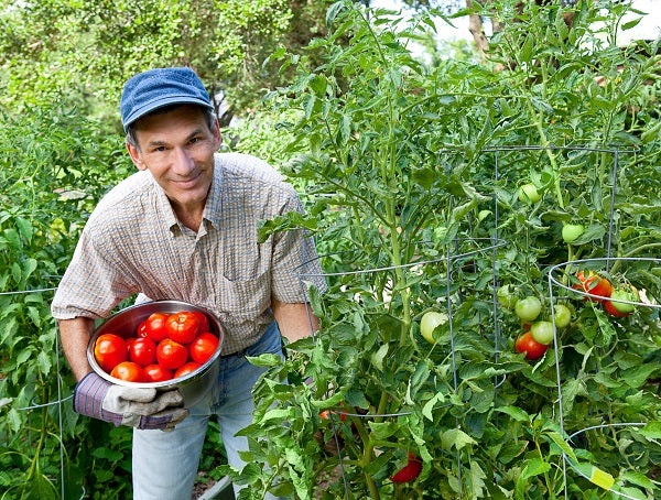 Ultimate Guide To Tomato Gardening