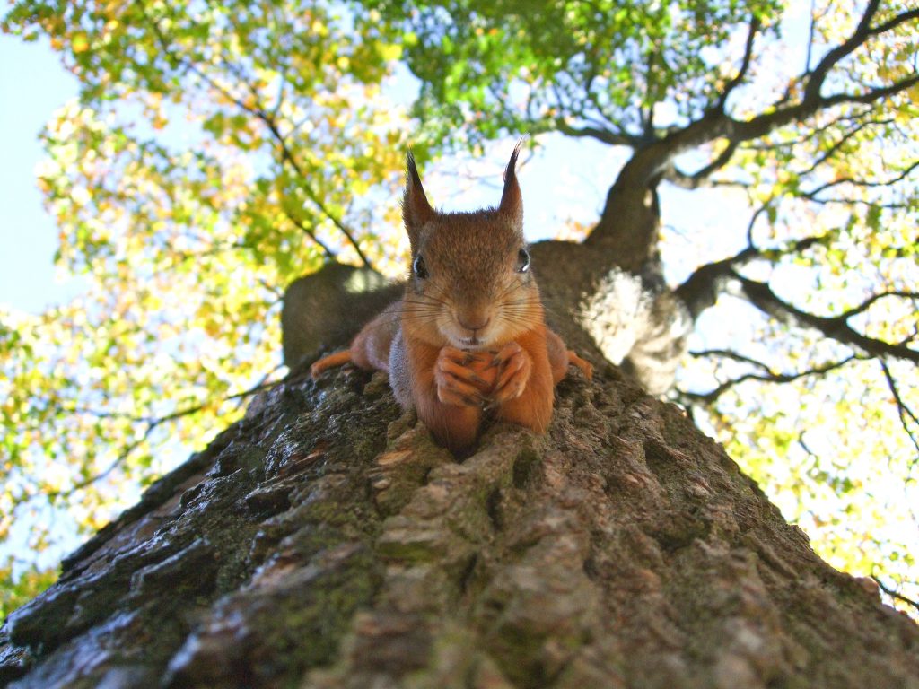 Squirrel Appreciation Day