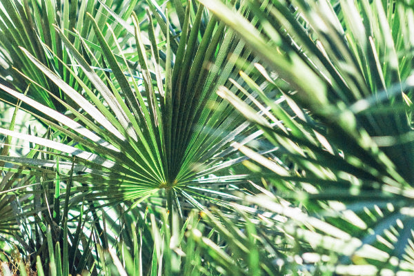 Saw palmetto extract for anti-hair loss treatments