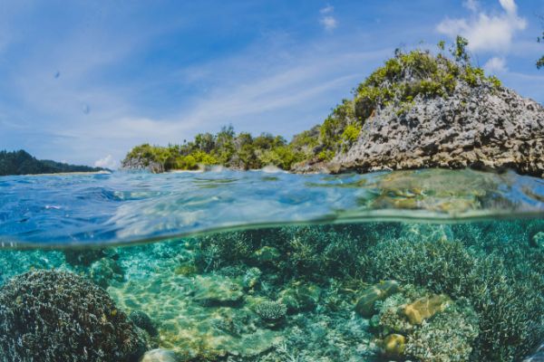 Parabens can induce bleaching and damage in corals