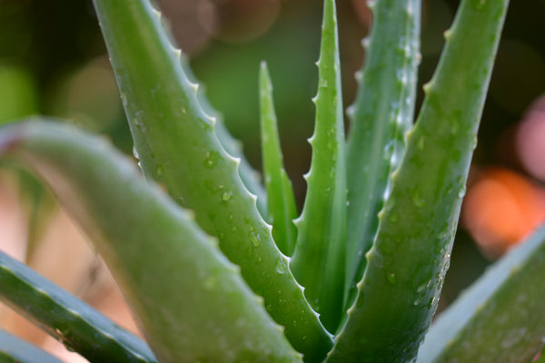 Aloe vera stimulates the scalp and moisturizes hair