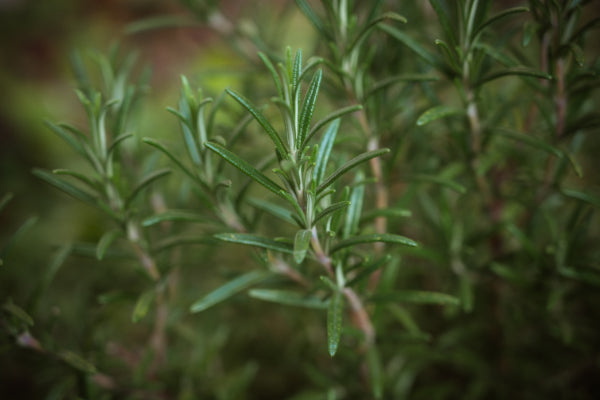 Rosemary oil is a natural DHT blocker
