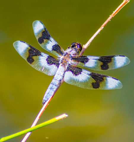 12 spot dragonfly