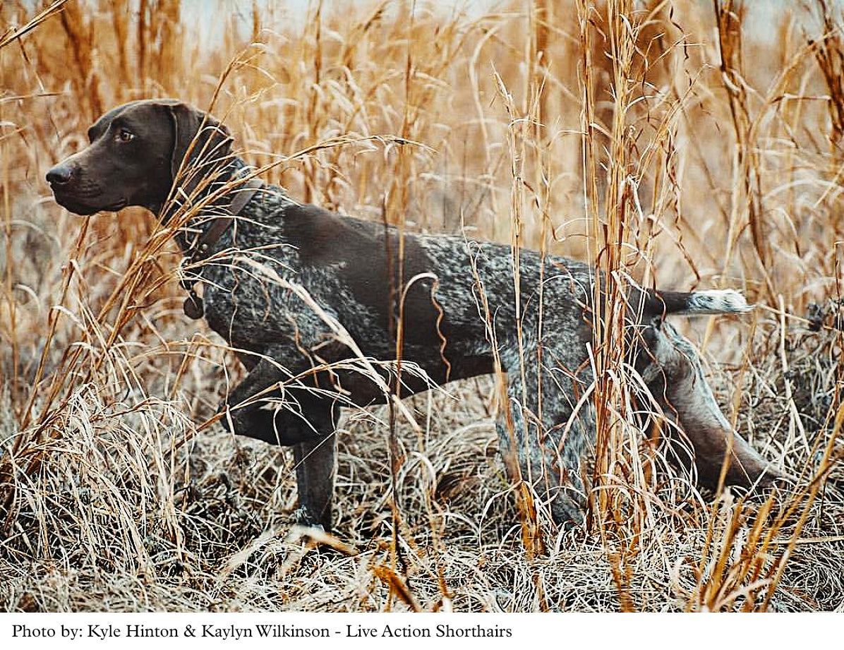 German Shorthaired Pointer On Point