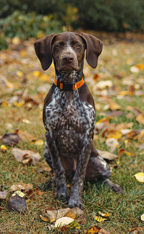 german shorthaired pointer liver and roan