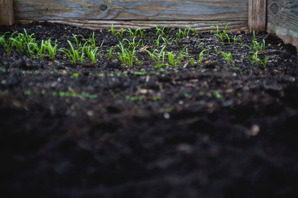 new garden growth