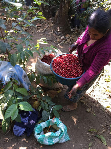 A Guatemalan lady sorting coffee cherry right at the farm