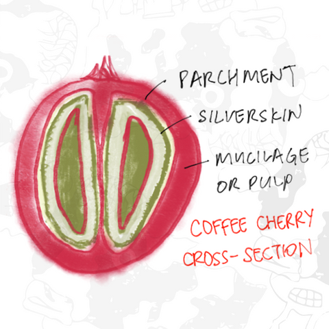 Cowpresso Mucilage Coffee Cherry Chart Singapore Specialty Subscription