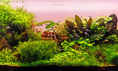 Quel éclairage led choisir pour un aquarium à plantes?