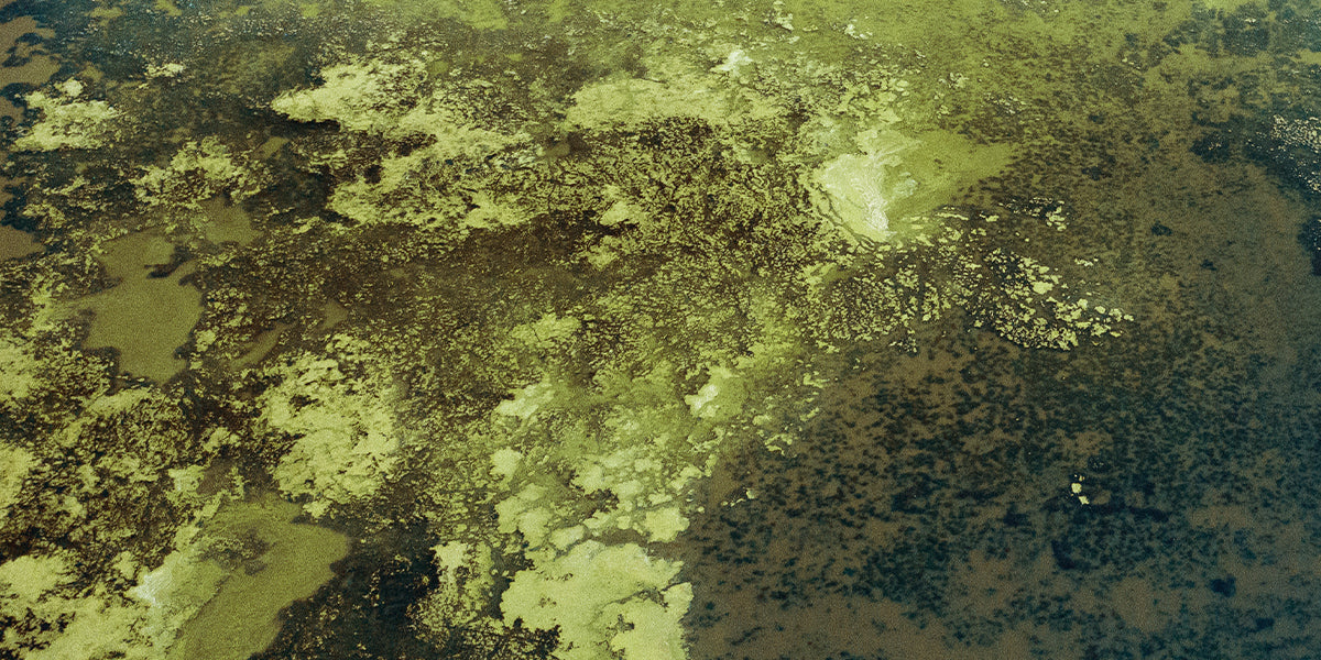 Les algues filamenteuses peuvent se développer très rapidement 