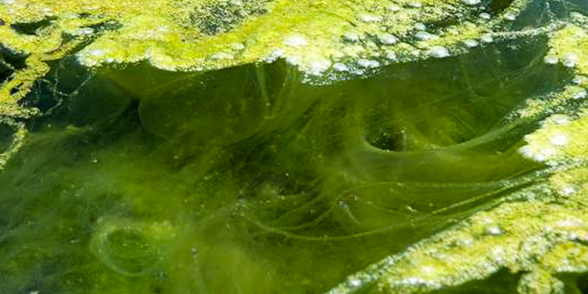 Draadalgen, invasieve planten die de gezondheid van de vijver kunnen beïnvloeden