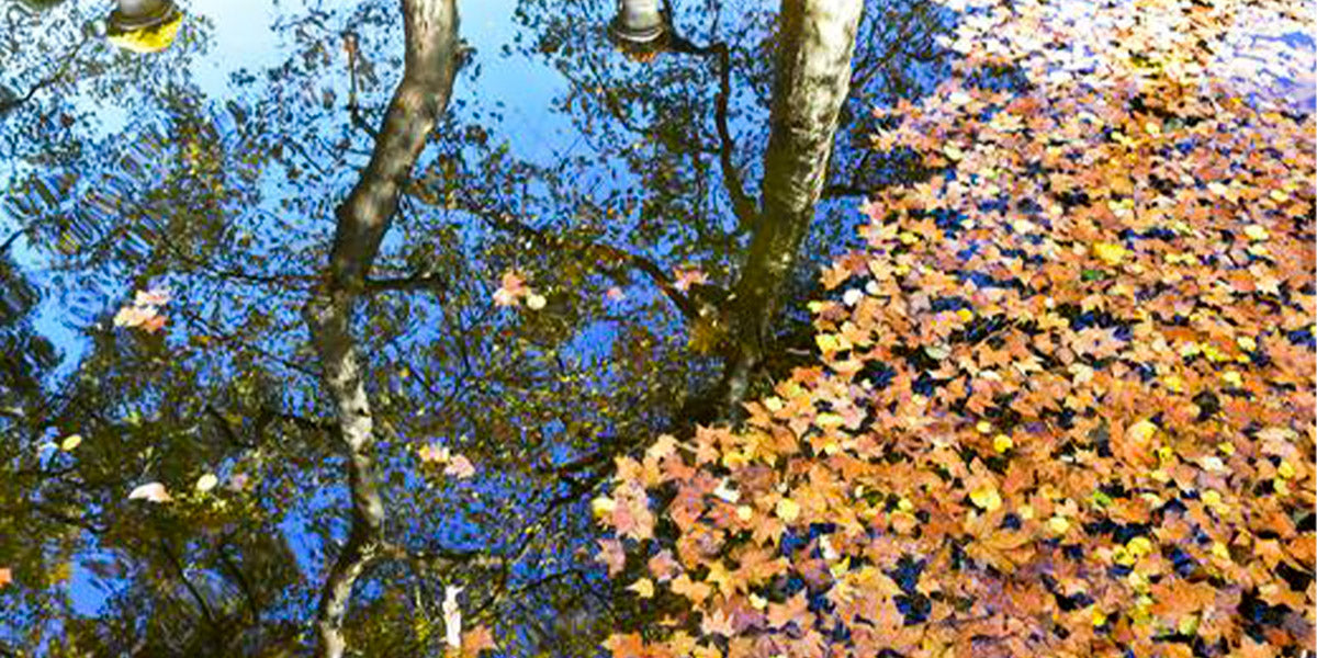 Een vijver en zijn bladerentapijt in de herfst