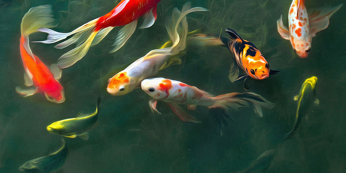 Les carpes koïs sont connues pour être gourmandes !