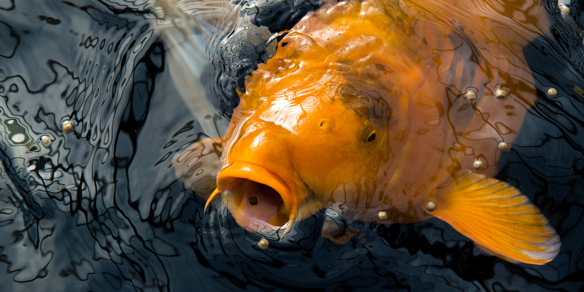 Le koi, un poisson très estimé dans le monde des bassins aquatiques