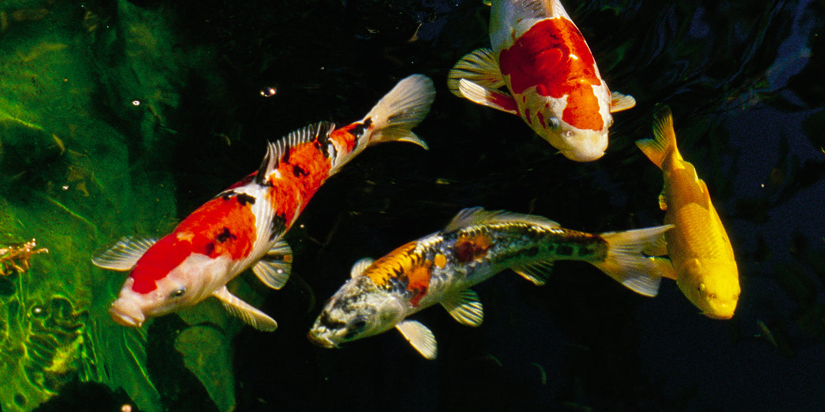 Koi are gregarious: they live in groups and therefore require more space and oxygen