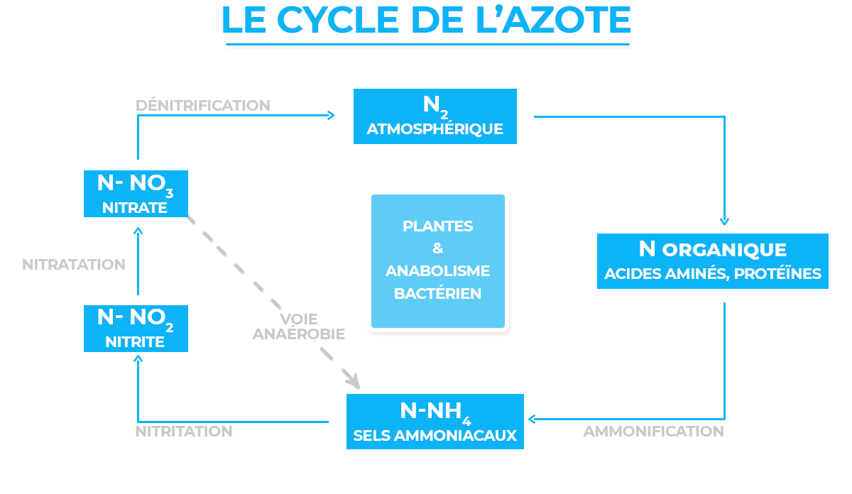 The nitrogen cycle: a crucial stage in the life of a pond