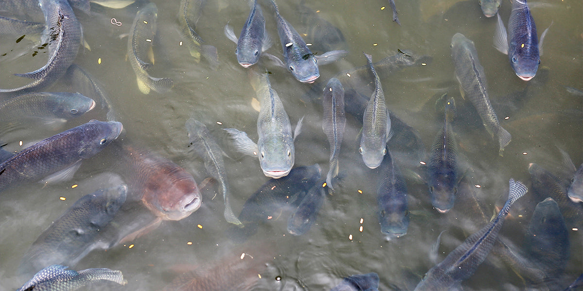 Tilapias, fish native to the African continent