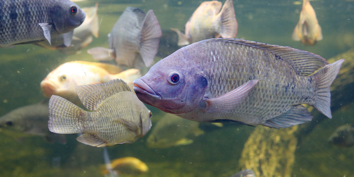 Een rode tilapia die zich ontwikkelt in een vijver