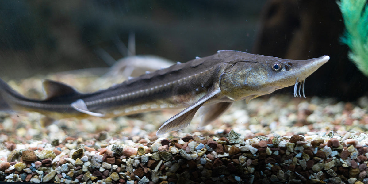 The sturgeon: a freshwater fish that needs a lot of space and well-oxygenated water