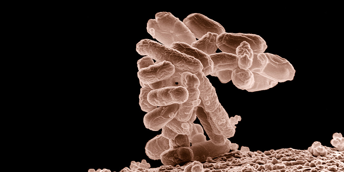 De bacterie Escherichia | ©️ Wikipedia