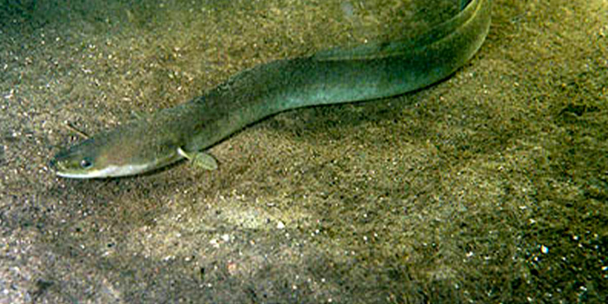 The eel | Photo: Wikipedia