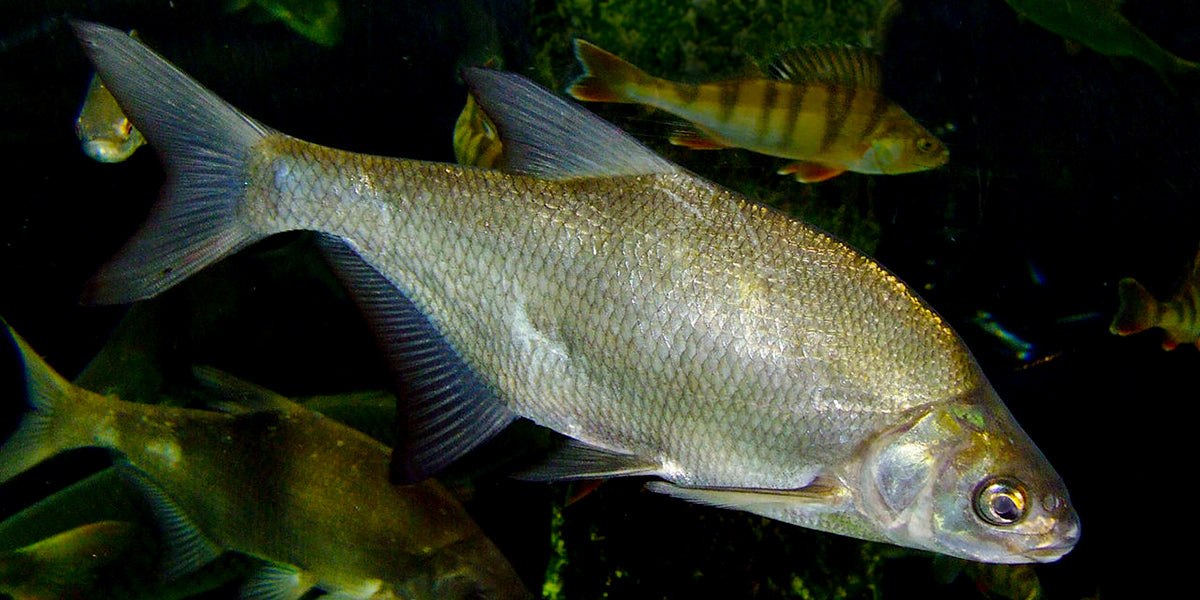 Bream | Photo: Wikipedia