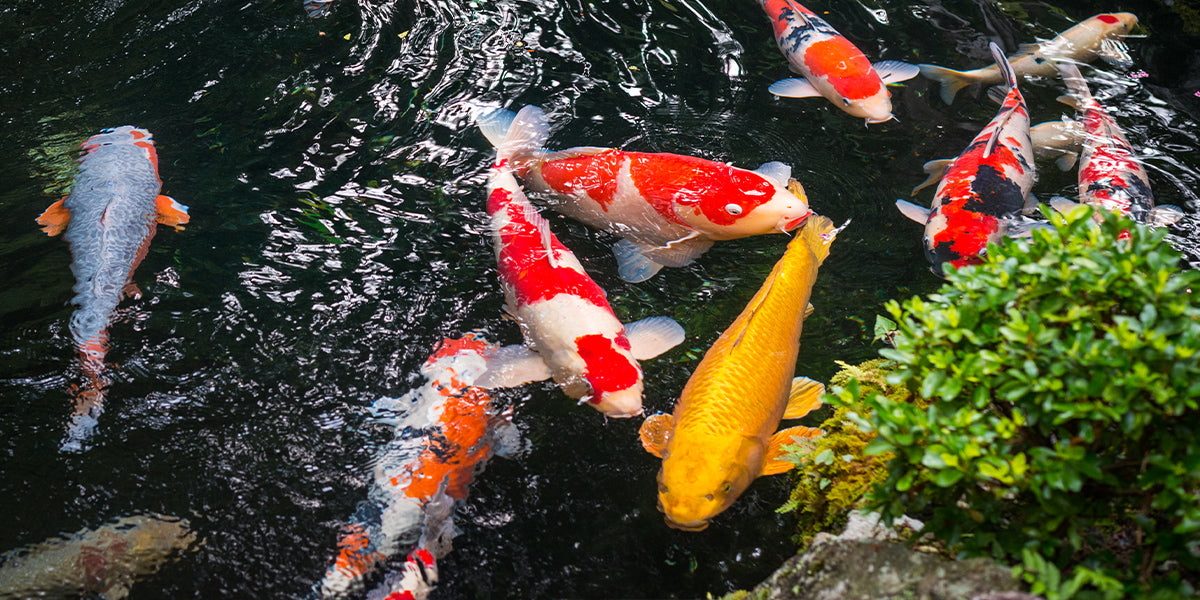 koi carp