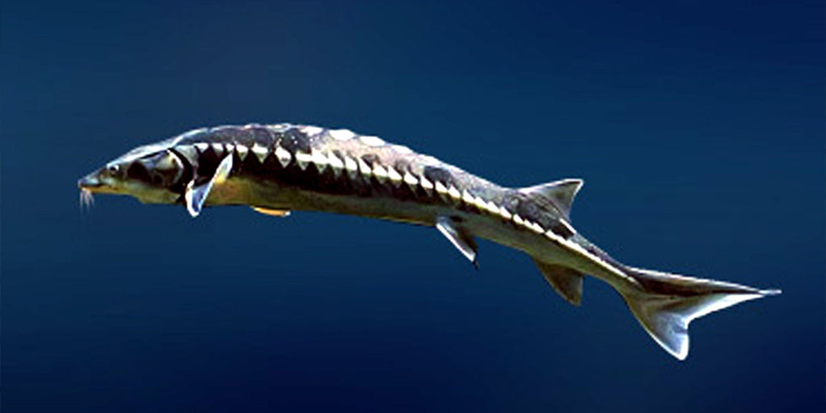 sturgeon