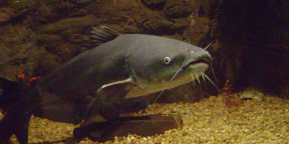 Un specimen typique de poisson-chat | Photo : Wikipédia