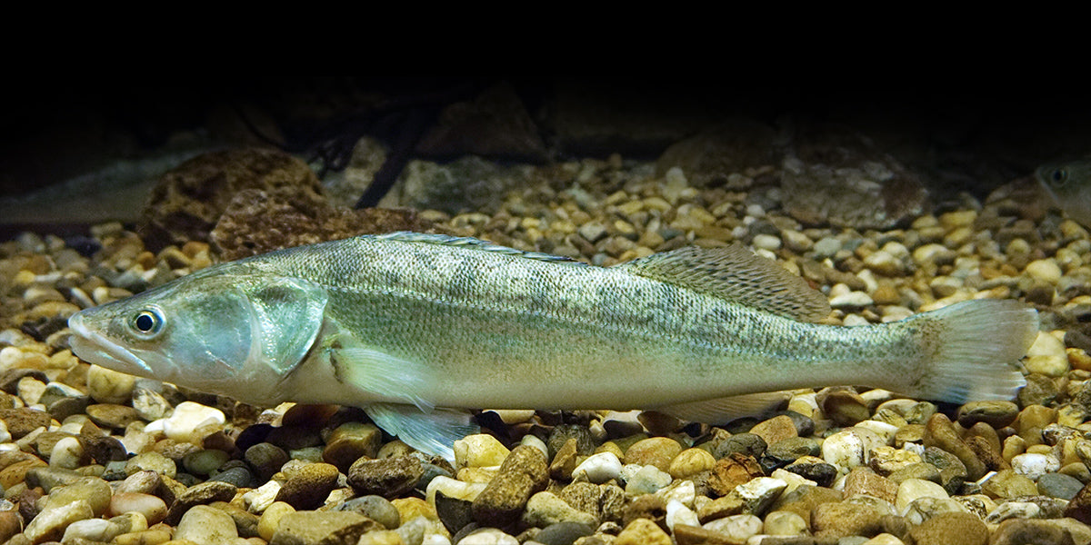 Zander | Photo: Wikipedia