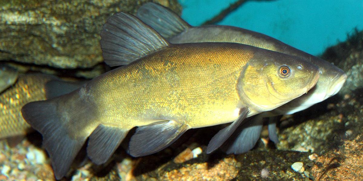 The tench | Photo: Wikipedia