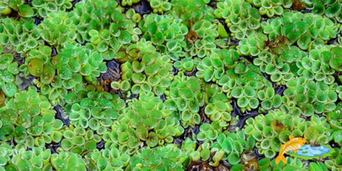 Salvinia natans is a floating aquatic fern where fish love to take refuge