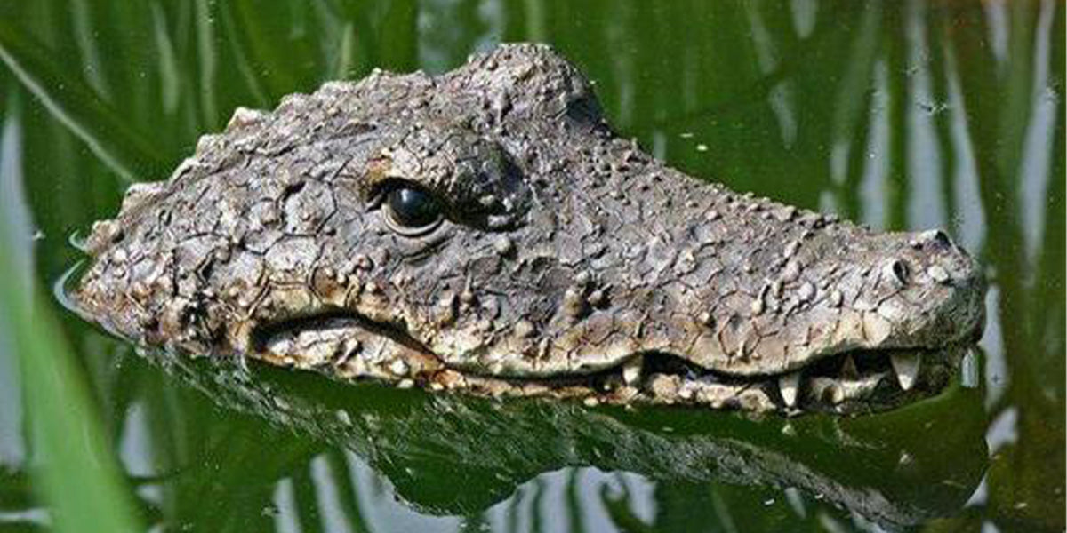 Un crocodile flottant pour une touche unique au bassin