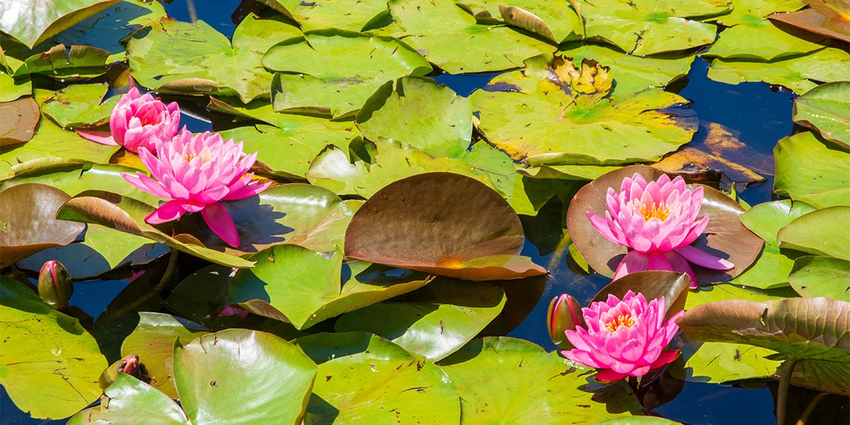 Water lilies, aquatic plants that are easy to plant but need to be maintained