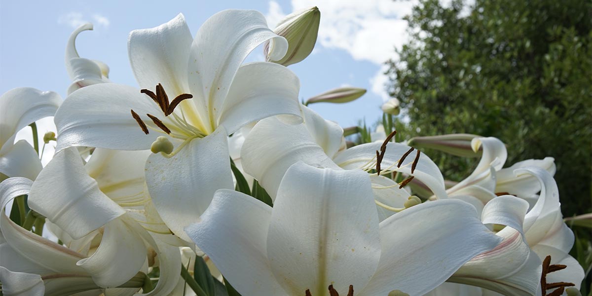 De bloemen van waterlelies, ook wel "waterlelie" genoemd