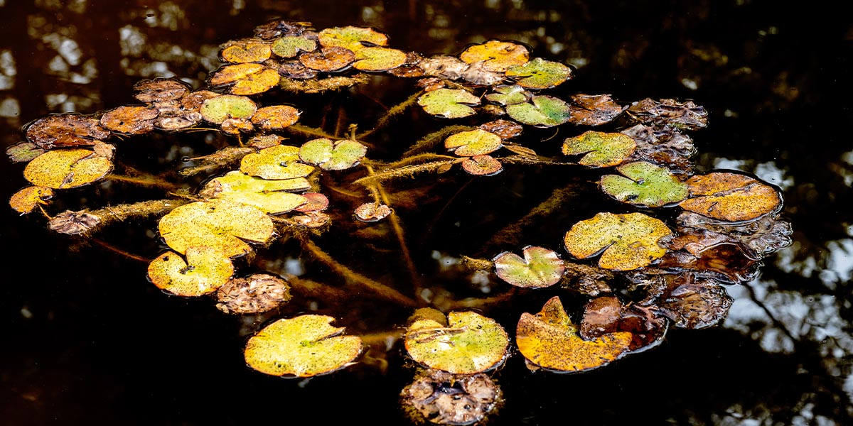 Yellow and brown spots, symptoms that inform about the state of health of the water lily