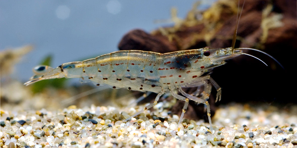 Japanese shrimps which limit the growth of algae layers | Photo: Wikipedia