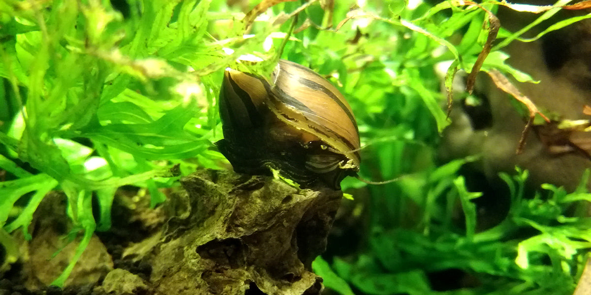 Les escargots Neritina Natalensis, très efficaces contre les algues vertes et brunes | Photo : Wikipédia