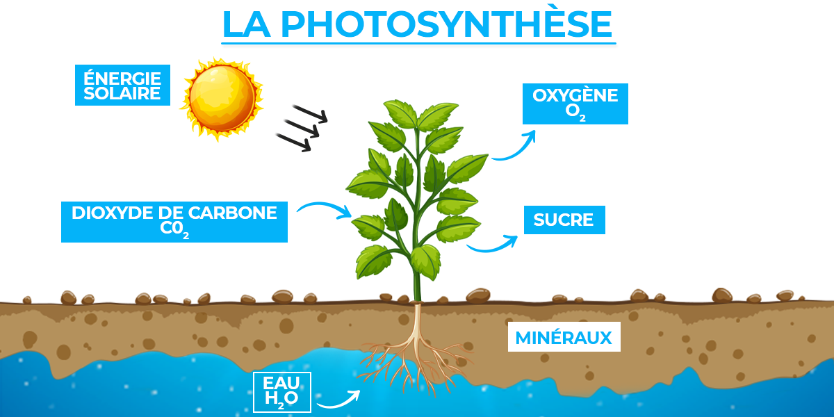 Fotosynthese, die bestaat uit het synthetiseren van organisch materiaal uit bodemwater en koolstofdioxide uit de lucht