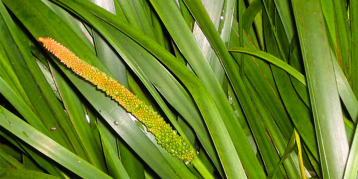 The variegated golden rush, a plant much appreciated by ducks for their habitat | ©️ Wikipedia