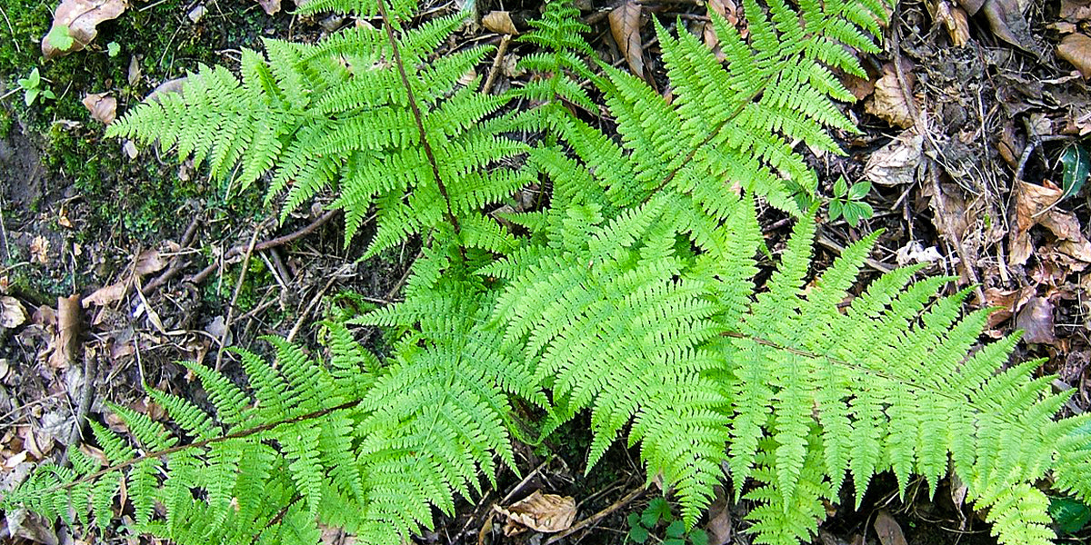 The fern is generally found on the banks of ponds and ponds | ©️ Wikipedia