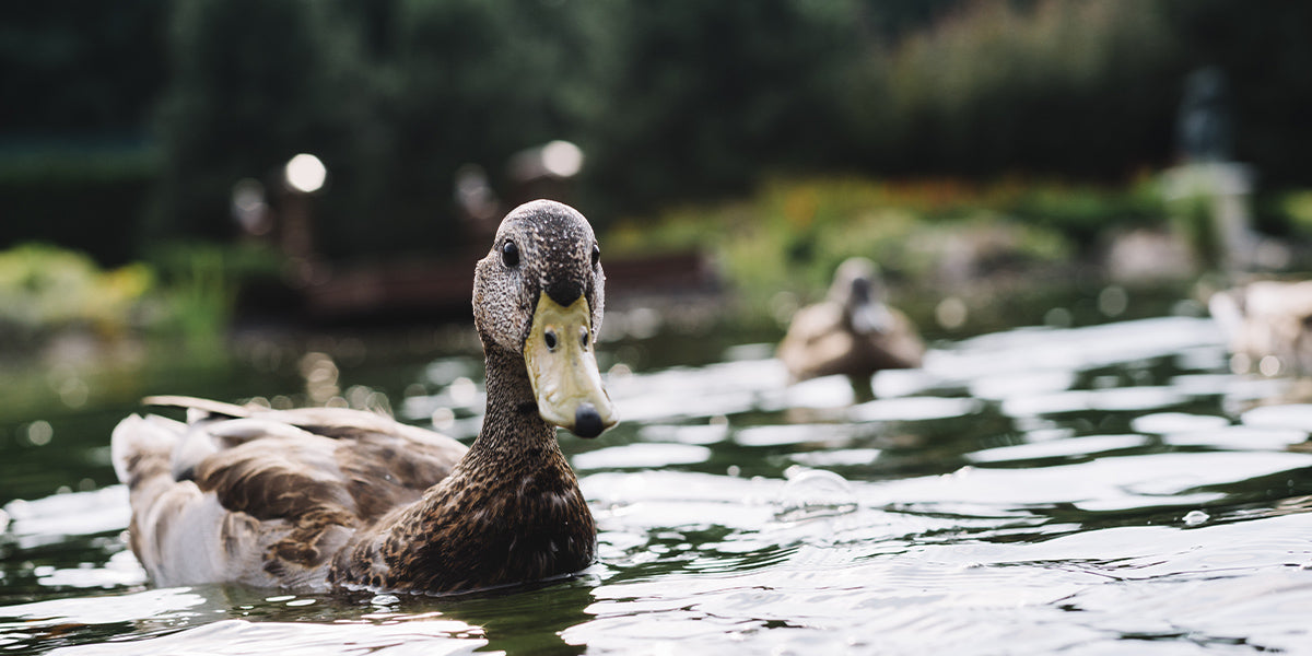 A duck enjoying its bathing time