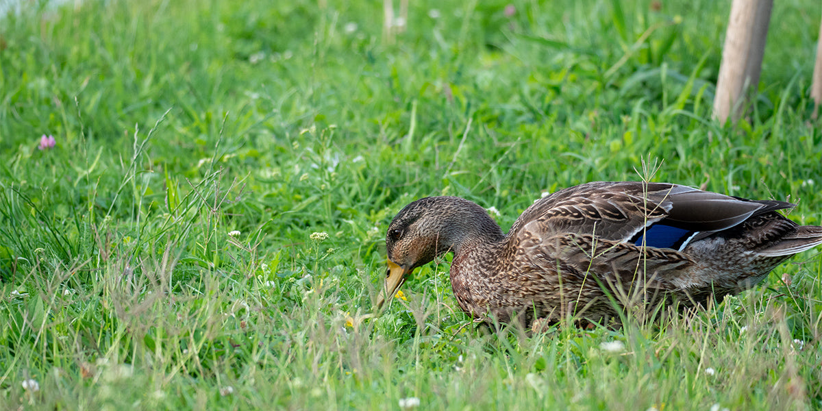 De eend zal niet aarzelen om zich te voeden met eetbare planten